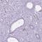 Regulatory Factor X4 antibody, HPA050527, Atlas Antibodies, Immunohistochemistry paraffin image 