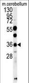 OTU Domain Containing 6B antibody, LS-C163295, Lifespan Biosciences, Western Blot image 