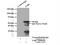 TGF-Beta Activated Kinase 1 (MAP3K7) Binding Protein 1 antibody, 14819-1-AP, Proteintech Group, Immunoprecipitation image 