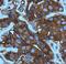 p18 antibody, PA5-19727, Invitrogen Antibodies, Immunohistochemistry frozen image 