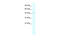 Paired Box 5 antibody, 28-164, ProSci, Western Blot image 