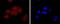 RAGE antibody, NBP2-67095, Novus Biologicals, Immunofluorescence image 