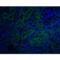 TNF Receptor Superfamily Member 10d antibody, LS-C287, Lifespan Biosciences, Immunofluorescence image 