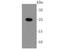 Tex17 antibody, NBP2-66932, Novus Biologicals, Western Blot image 