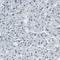 Myocyte Enhancer Factor 2D antibody, HPA007114, Atlas Antibodies, Immunohistochemistry frozen image 