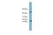 Relaxin/insulin-like protein antibody, A06965, Boster Biological Technology, Western Blot image 