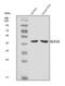 Kruppel Like Factor 15 antibody, A03661-1, Boster Biological Technology, Western Blot image 
