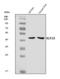 Krueppel-like factor 15 antibody, A03661-1, Boster Biological Technology, Western Blot image 