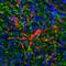 GFAP antibody, 13-0300, Invitrogen Antibodies, Immunofluorescence image 