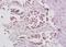 S6 Ribosomal Protein antibody, orb6890, Biorbyt, Immunohistochemistry paraffin image 