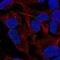 Thrombospondin 4 antibody, NBP2-59012, Novus Biologicals, Immunofluorescence image 