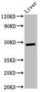 Pyruvate Dehydrogenase Kinase 3 antibody, orb400720, Biorbyt, Western Blot image 