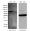 Tubulin Tyrosine Ligase Like 12 antibody, GTX83471, GeneTex, Western Blot image 