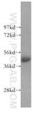 Transforming Growth Factor Beta 1 Induced Transcript 1 antibody, 10565-1-AP, Proteintech Group, Western Blot image 