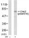 CDS 1 antibody, TA309988, Origene, Western Blot image 