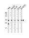 Adenosine receptor A3 antibody, PA5-72286, Invitrogen Antibodies, Western Blot image 