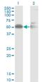 Alpha 2-HS Glycoprotein antibody, H00000197-M02, Novus Biologicals, Western Blot image 