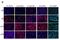 Paired Box 8 antibody, NBP1-32440, Novus Biologicals, Immunocytochemistry image 