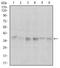 Protein Phosphatase 1 Catalytic Subunit Alpha antibody, MA5-17155, Invitrogen Antibodies, Western Blot image 
