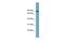 Solute Carrier Family 6 Member 14 antibody, PA5-42452, Invitrogen Antibodies, Western Blot image 