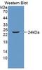 Lipocalin 2 antibody, LS-C700560, Lifespan Biosciences, Western Blot image 