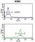 WD Repeat, Sterile Alpha Motif And U-Box Domain Containing 1 antibody, abx034117, Abbexa, Western Blot image 