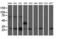 Phosphoglycerate Mutase 2 antibody, LS-C173248, Lifespan Biosciences, Western Blot image 