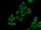 PC4 And SFRS1 Interacting Protein 1 antibody, 25504-1-AP, Proteintech Group, Immunofluorescence image 
