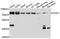 Lysyl Oxidase Like 1 antibody, A10191, ABclonal Technology, Western Blot image 