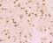 Valosin Containing Protein antibody, NBP2-67008, Novus Biologicals, Immunohistochemistry paraffin image 