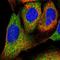 PIH1 Domain Containing 1 antibody, HPA047258, Atlas Antibodies, Immunofluorescence image 