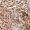 BTB Domain And CNC Homolog 1 antibody, AF5776, R&D Systems, Immunohistochemistry frozen image 