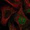 Caspase 5 antibody, NBP1-87682, Novus Biologicals, Immunofluorescence image 