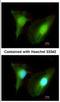 SET And MYND Domain Containing 2 antibody, NBP2-20429, Novus Biologicals, Immunofluorescence image 