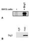 SWI/SNF Related, Matrix Associated, Actin Dependent Regulator Of Chromatin, Subfamily A, Member 4 antibody, GTX80217, GeneTex, Western Blot image 