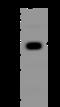 Decaprenyl Diphosphate Synthase Subunit 2 antibody, 205417-T44, Sino Biological, Western Blot image 