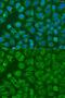 Eukaryotic Translation Initiation Factor 2B Subunit Alpha antibody, GTX33172, GeneTex, Immunofluorescence image 