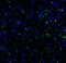 T Cell Immunoreceptor With Ig And ITIM Domains antibody, RF16051, ProSci, Immunofluorescence image 