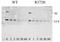 FA8 antibody, 10103-500, QED Bioscience, Western Blot image 