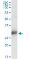 CD151 Molecule (Raph Blood Group) antibody, H00000977-M02, Novus Biologicals, Western Blot image 