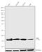 Histone Cluster 4 H4 antibody, 720100, Invitrogen Antibodies, Western Blot image 