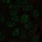 U2 small nuclear ribonucleoprotein A antibody, PA5-61757, Invitrogen Antibodies, Immunofluorescence image 
