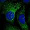 Armadillo Repeat Containing 8 antibody, NBP1-85149, Novus Biologicals, Immunofluorescence image 