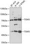 Transglutaminase-3 antibody, 19-901, ProSci, Western Blot image 