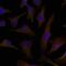 Docking protein 1 antibody, A03039, Boster Biological Technology, Immunofluorescence image 