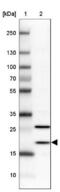 Basic Transcription Factor 3 Like 4 antibody, NBP2-38097, Novus Biologicals, Western Blot image 