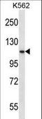 Proprotein Convertase Subtilisin/Kexin Type 6 antibody, LS-C163450, Lifespan Biosciences, Western Blot image 