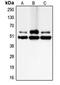 CASP8 And FADD Like Apoptosis Regulator antibody, MBS820552, MyBioSource, Western Blot image 
