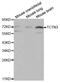 Tectonic Family Member 3 antibody, MBS127587, MyBioSource, Western Blot image 