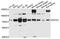POZ/BTB And AT Hook Containing Zinc Finger 1 antibody, STJ112093, St John